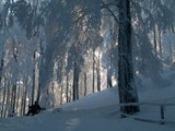 Winterwald